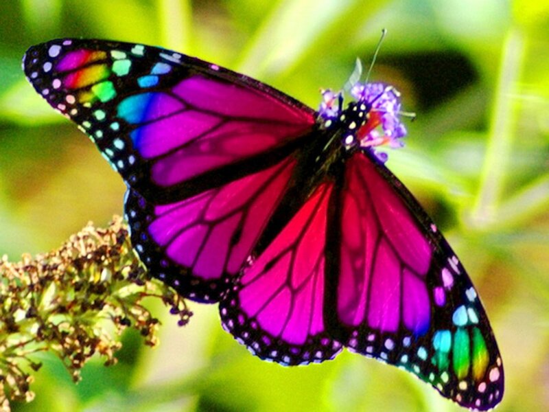 Purple Butterfly on Flower — Calm, Afternoon, Photograph