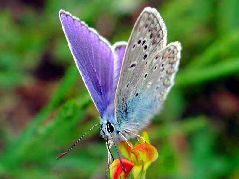 Purple Butterfly on Flower — Calm, Afternoon