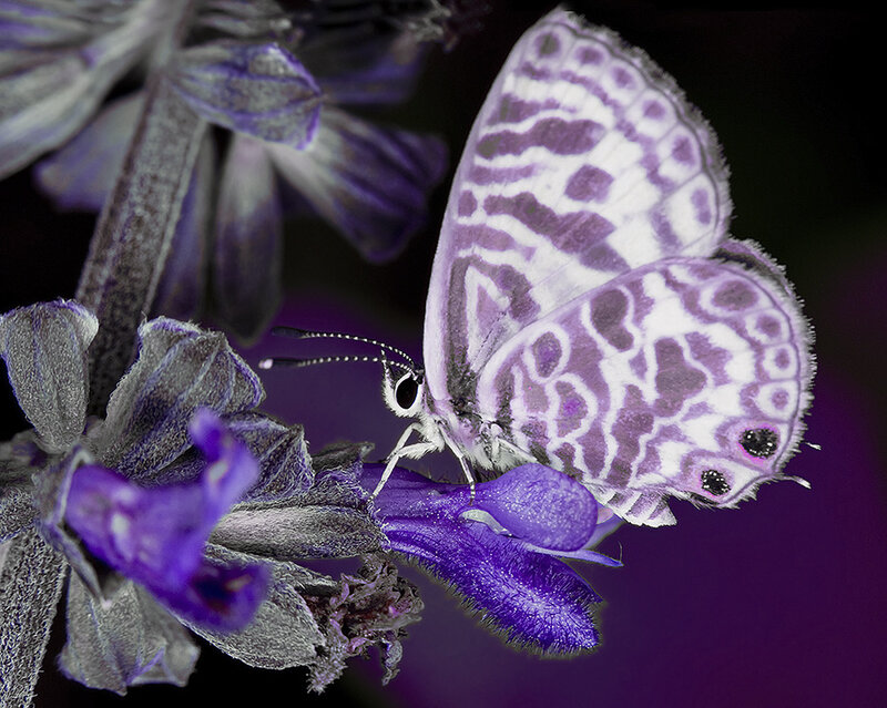 Purple Butterfly on Flower — Calm