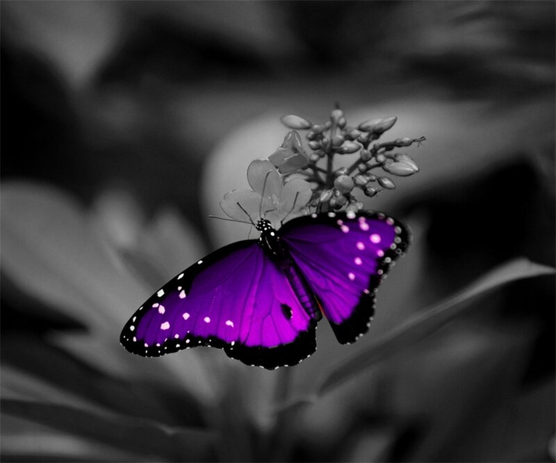 Purple Butterfly on Flower — Dramatic