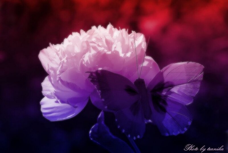 Purple Butterfly on Flower — Dreamy
