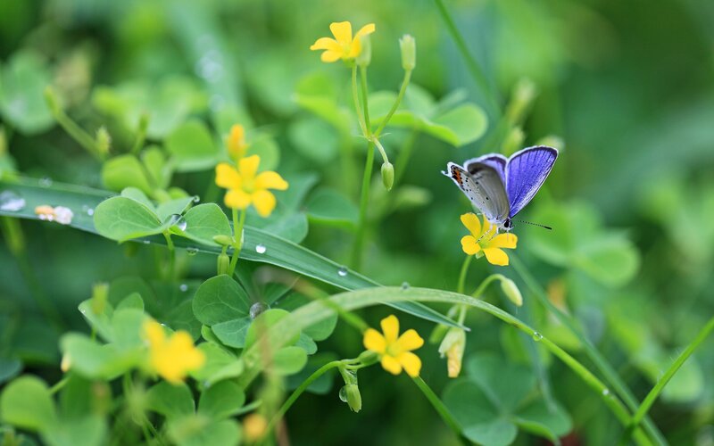 Purple Butterfly on Flower — Green, Serene, Morning, Photograph
