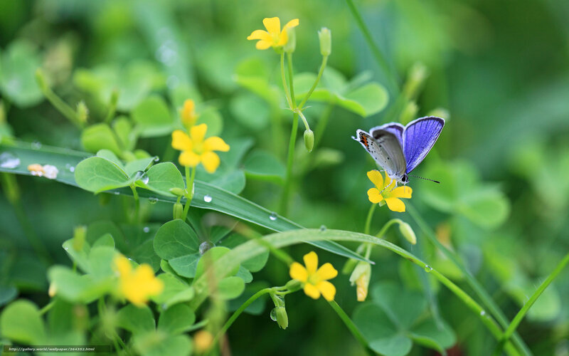Purple Butterfly on Flower — Green, Serene