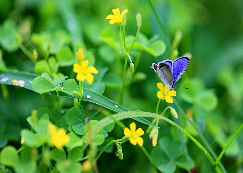 Purple Butterfly on Flower — Green