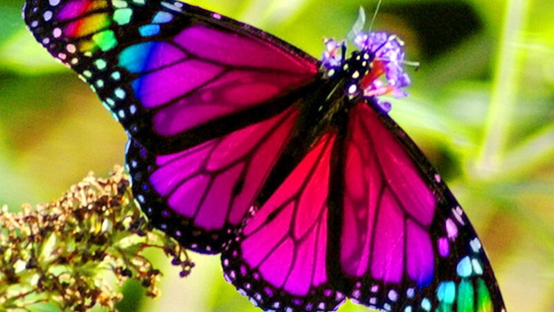 Purple Butterfly on Flower — Natural, Afternoon