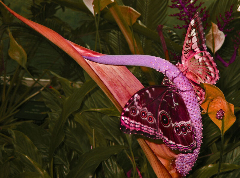 Purple Butterfly on Flower — Natural