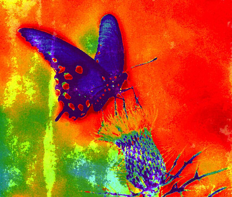 Purple Butterfly on Flower — Red