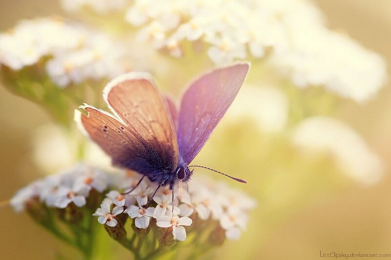 Purple Butterfly on Flower — Serene