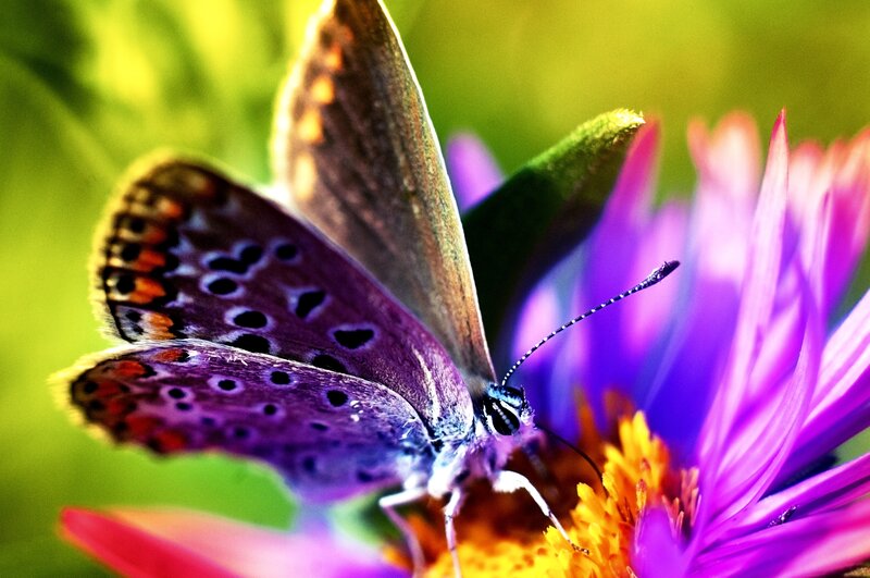 Purple Butterfly on Flower — Vibrant