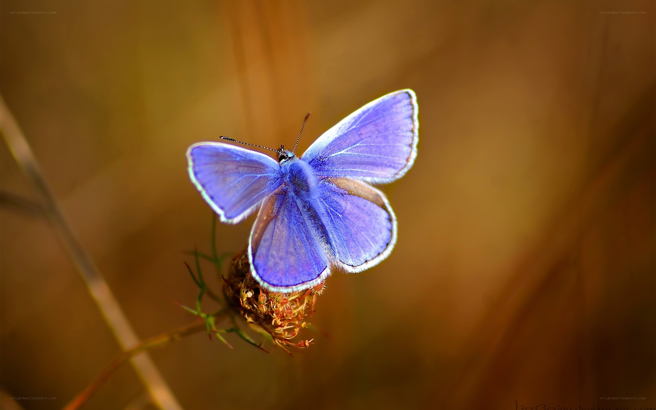 Purple butterfly on flower