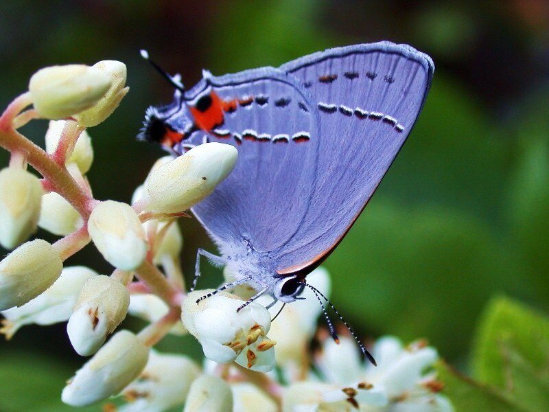 Purple Butterfly on Flowers — Calm