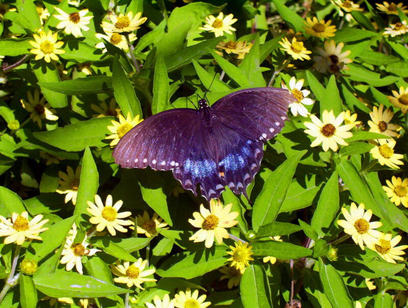 Purple Butterfly on Flowers — Green