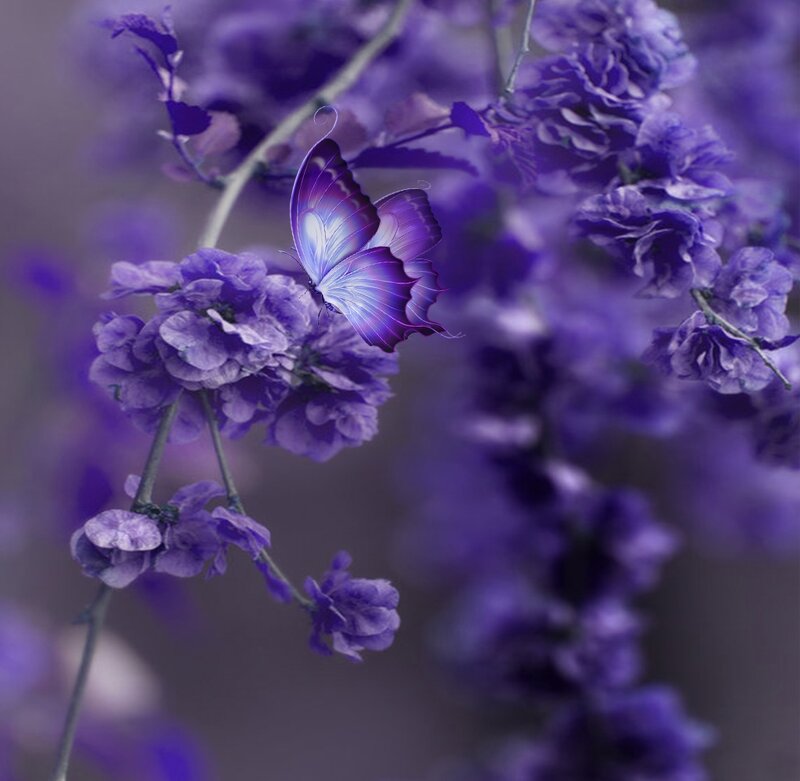 Purple Butterfly on Flowers — Serene, Digital Art
