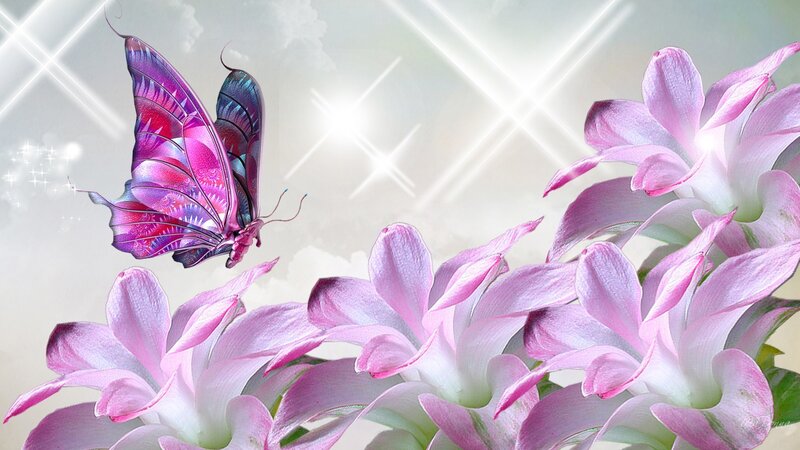 Purple Butterfly on Flowers