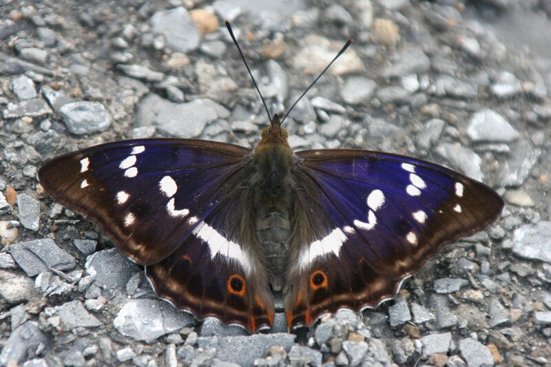 purple butterfly on gravel