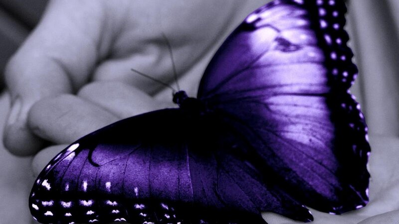 Purple Butterfly on Hand — Calm
