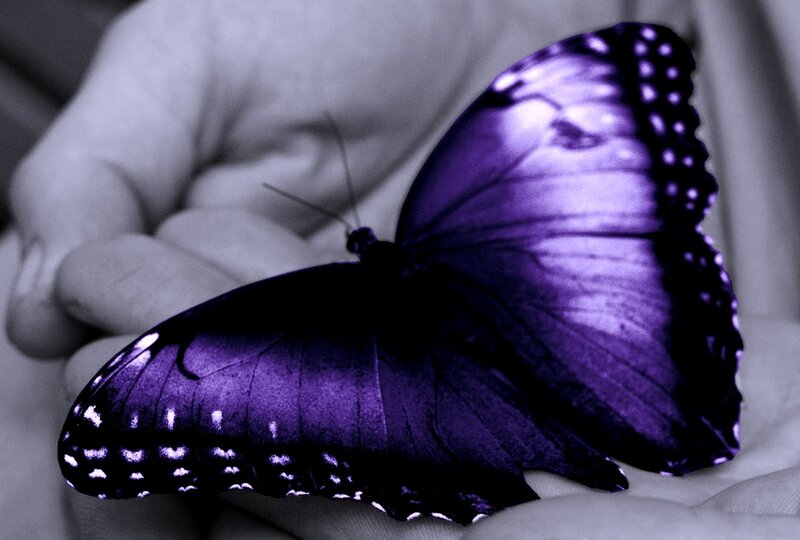 Purple Butterfly on Hand