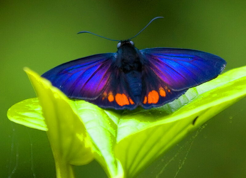Purple Butterfly on Leaf — Blue