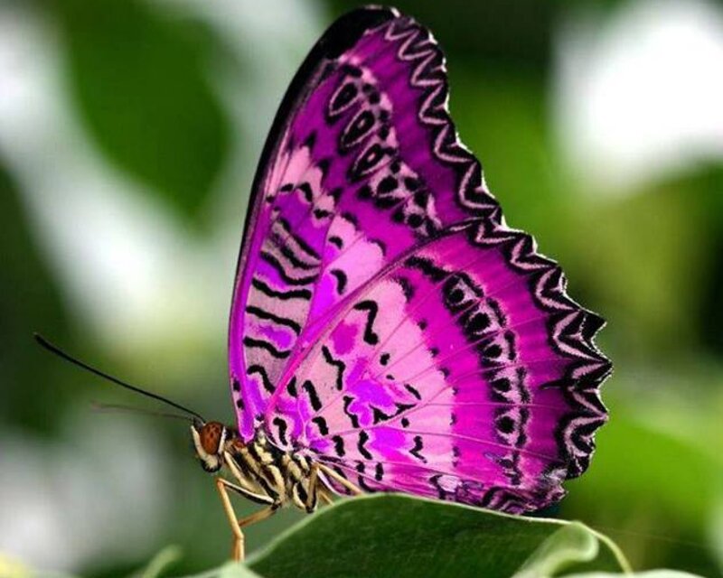Purple Butterfly on Leaf — Calm, Photograph, Green Background