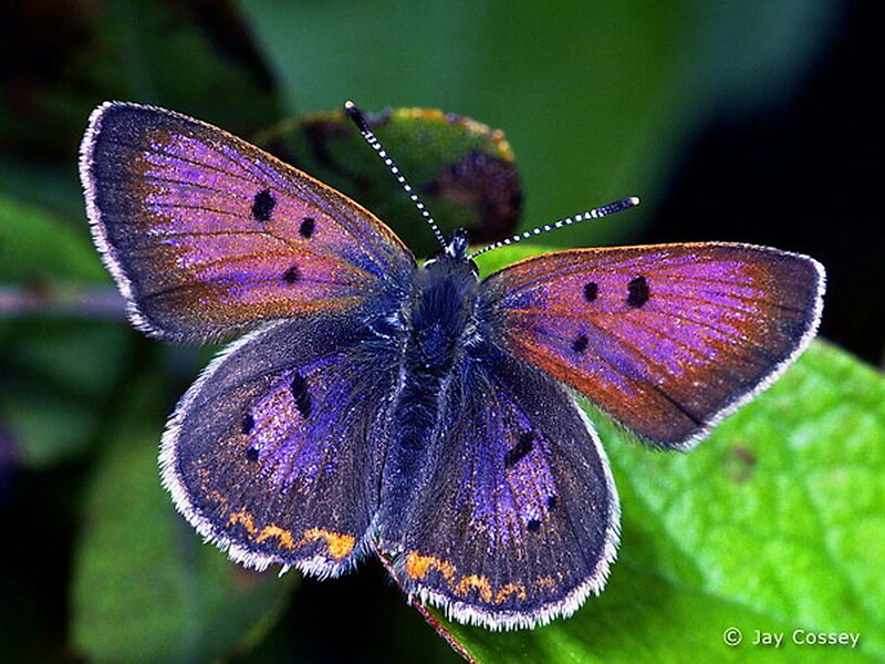 Purple Butterfly on Leaf — Calm, Photograph