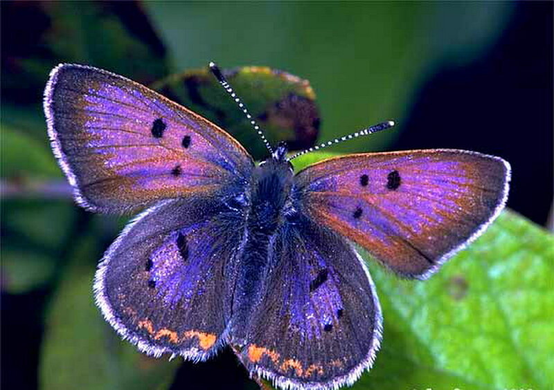 Purple Butterfly on Leaf — Calm