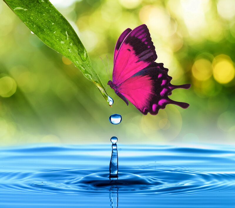 Purple Butterfly on Leaf — Green, Serene, Morning