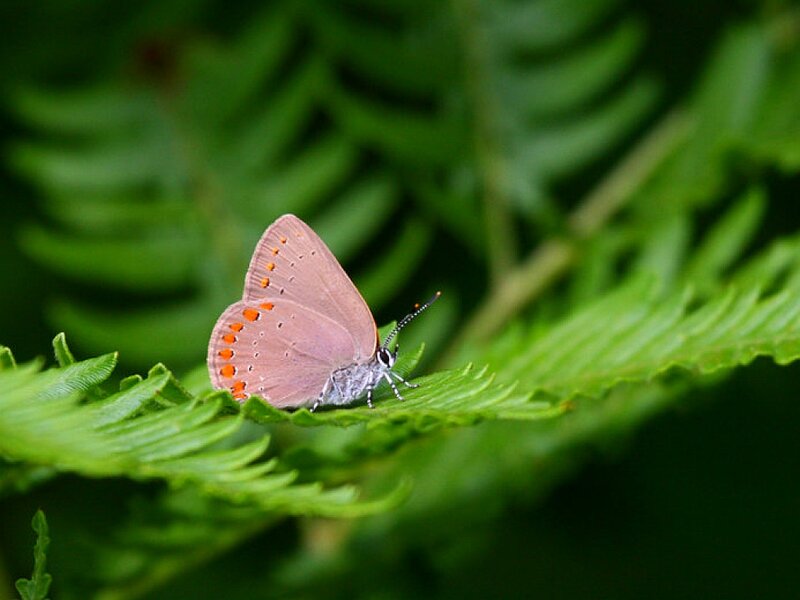 Purple Butterfly on Leaf — Green, Serene