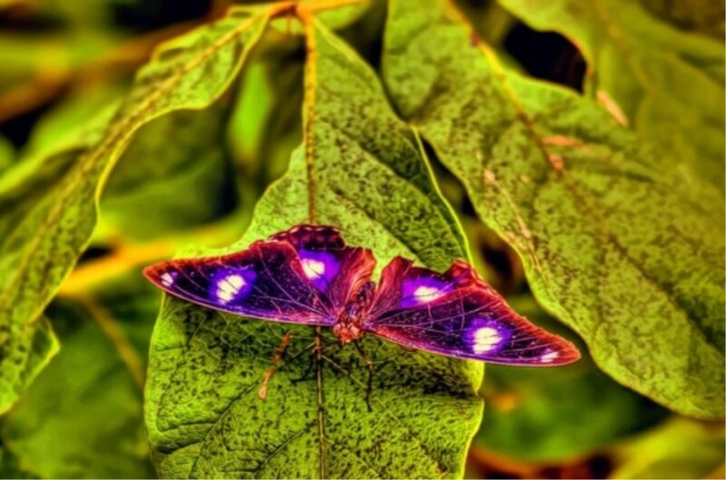 Purple Butterfly on Leaf — Green