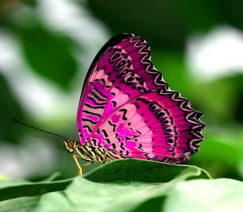 Purple Butterfly on Leaf — Pink