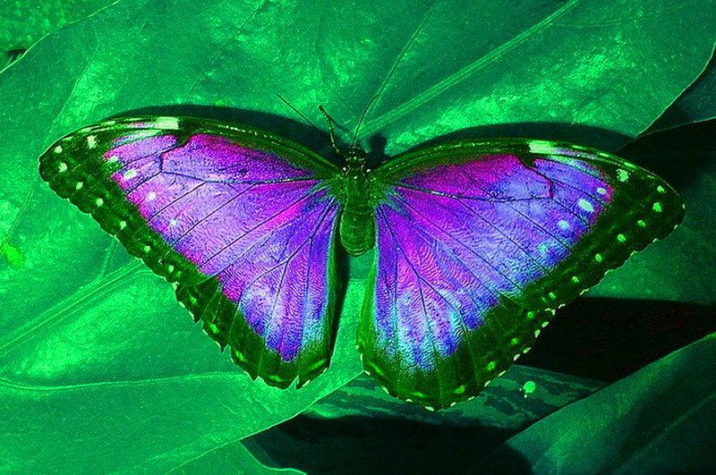 Purple Butterfly on Leaf