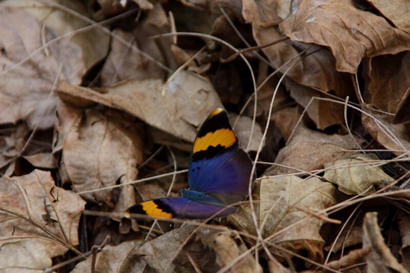 Purple Butterfly on Leaves