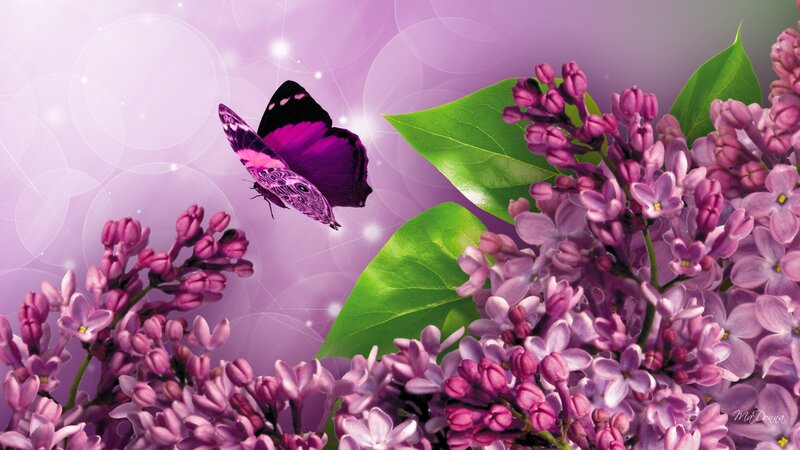 Purple Butterfly on Lilac — Serene