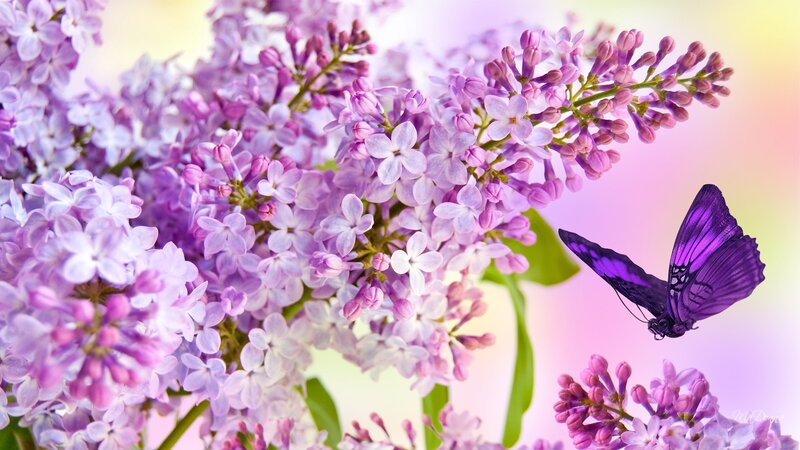 Purple Butterfly on Lilac