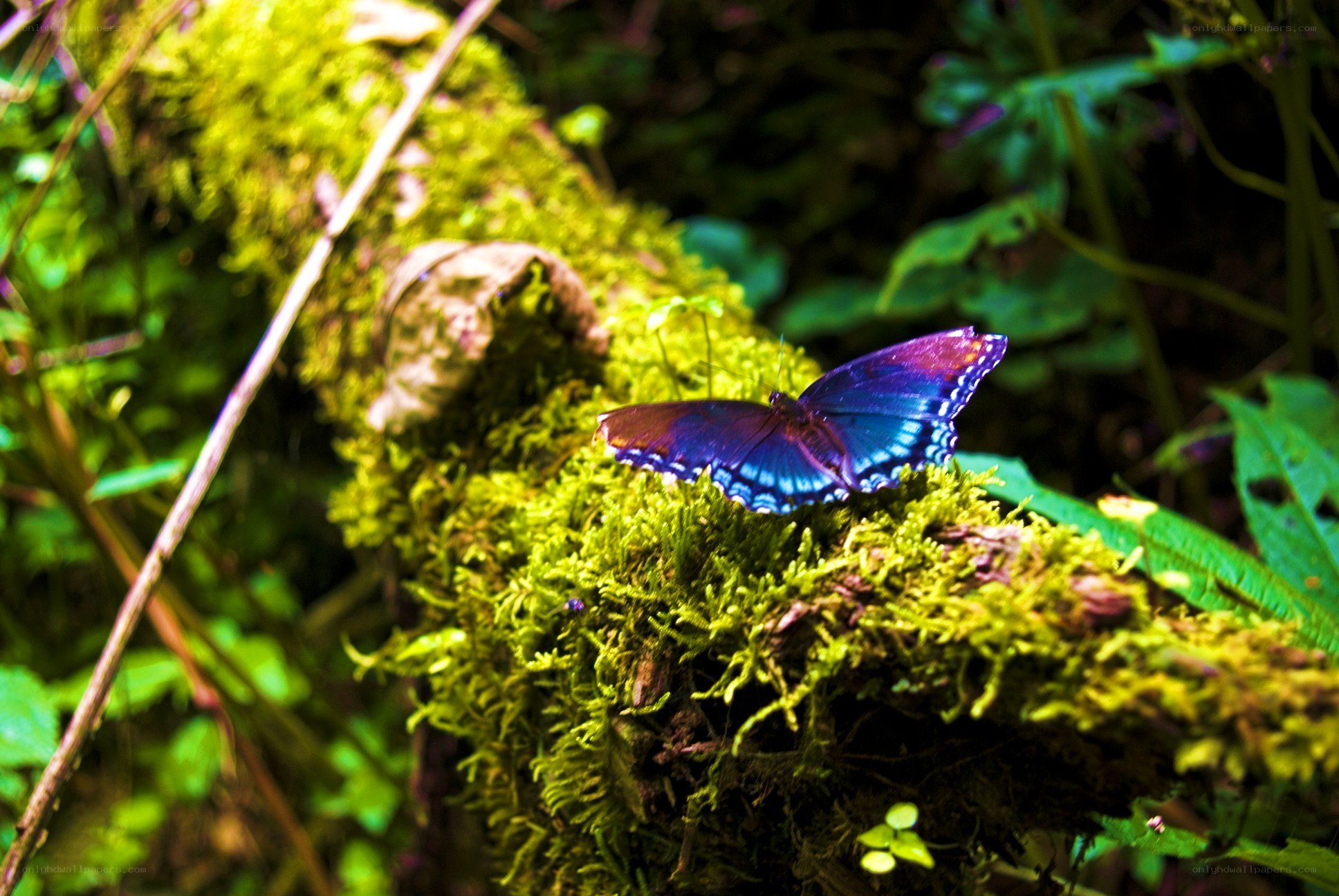 Purple butterfly on mossy log