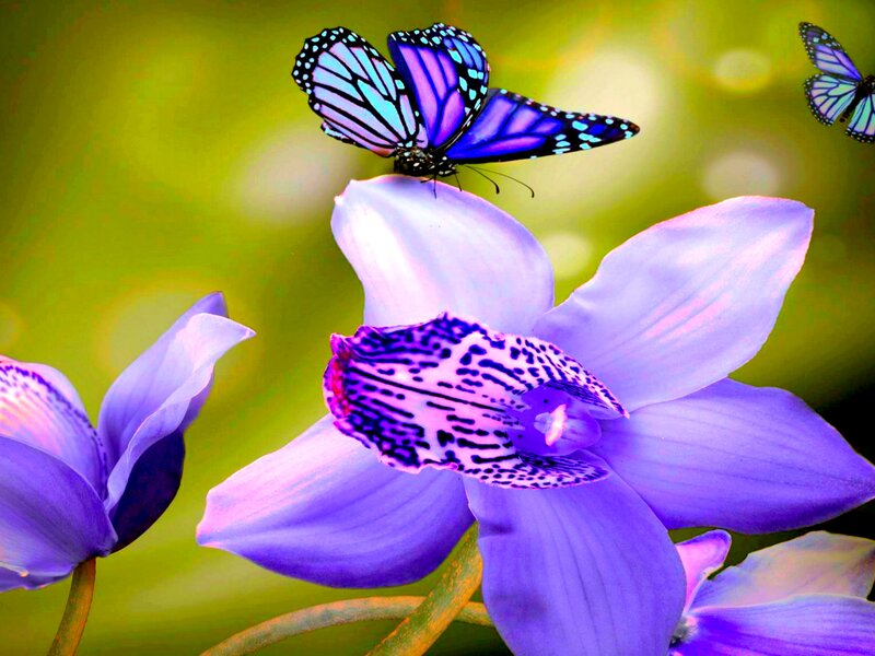 Purple Butterfly on Orchid