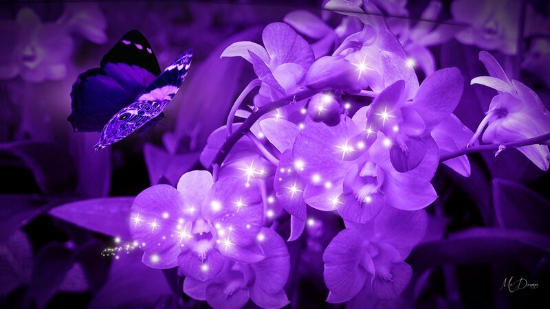 Purple Butterfly on Orchids