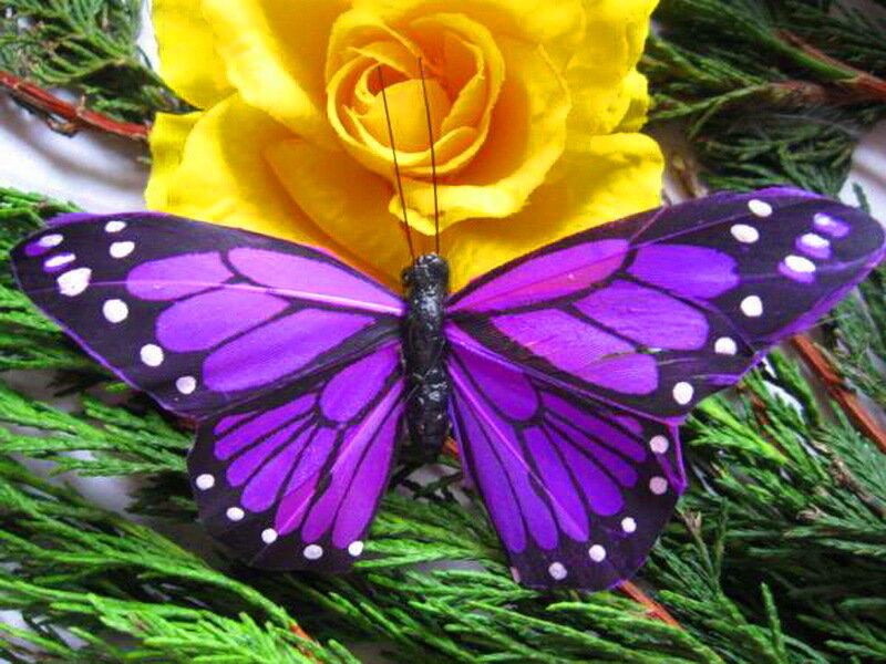 Purple Butterfly on Rose — Calm