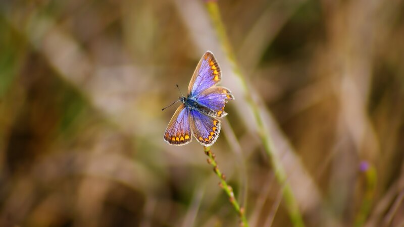 Purple Butterfly on Stem — Serene