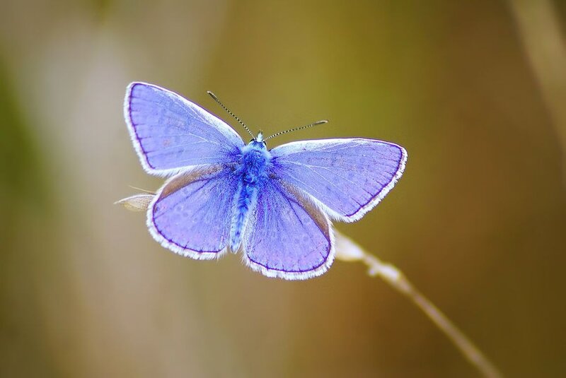 Purple Butterfly on Stem