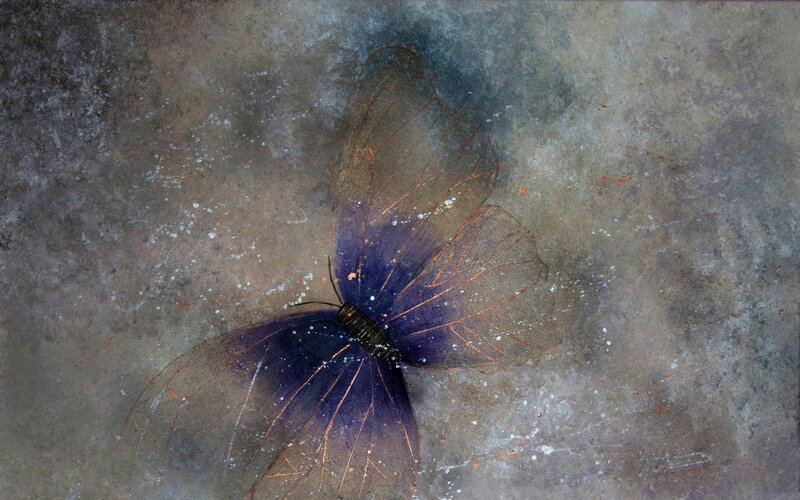 Purple Butterfly on Stone