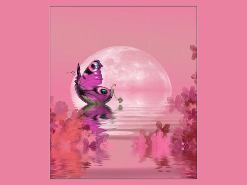 Purple Butterfly on Water