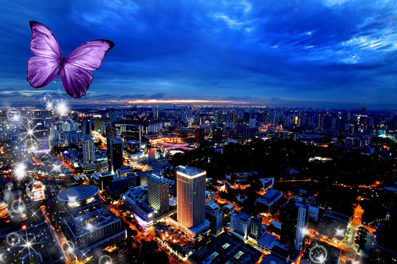 Purple Butterfly over City
