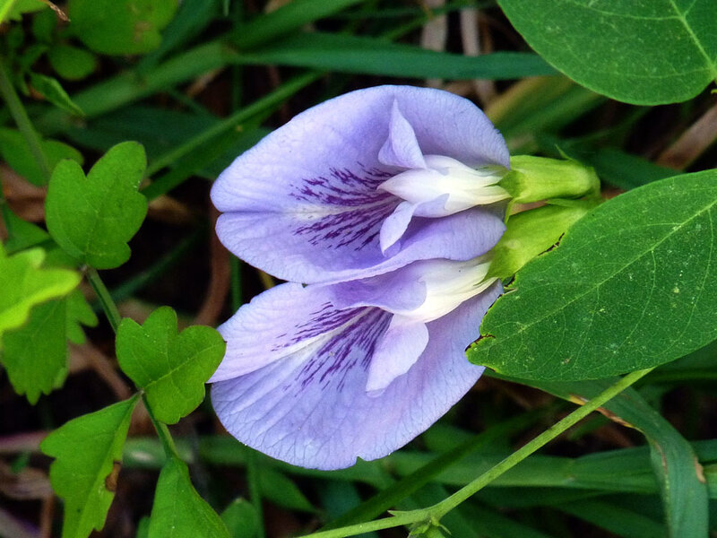 Purple Butterfly Pea Flower — Natural, Afternoon, Photograph
