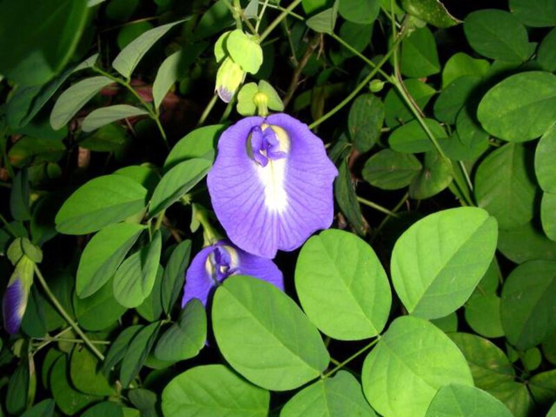 Purple Butterfly Pea Flower — Natural