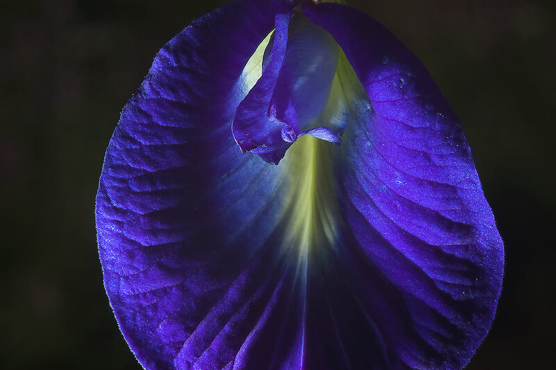 Purple Butterfly Pea Flower