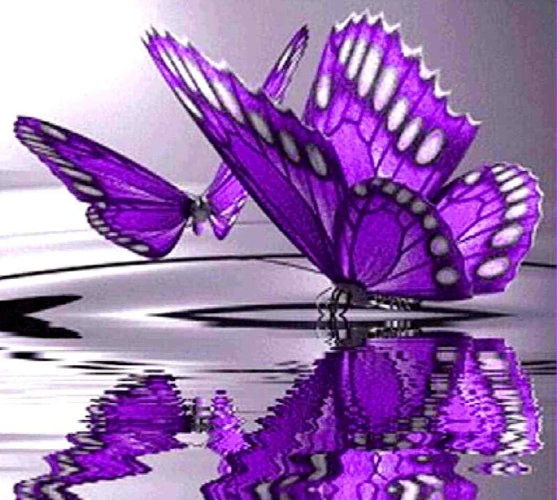 Purple Butterfly Reflection