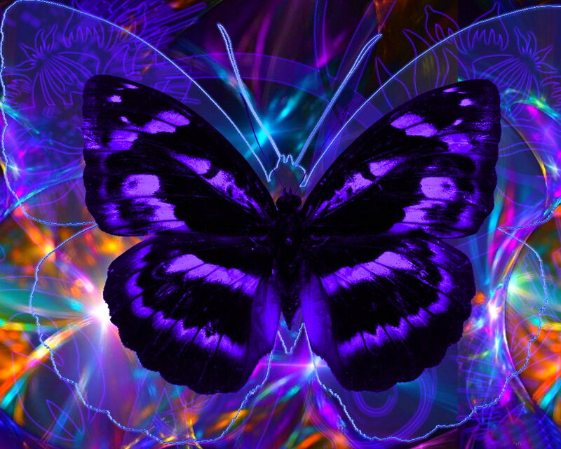Purple Butterfly — Vibrant