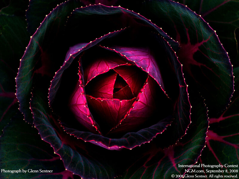 Purple cabbage close-up