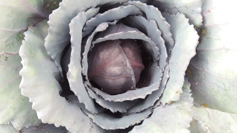 Purple Cabbage Head