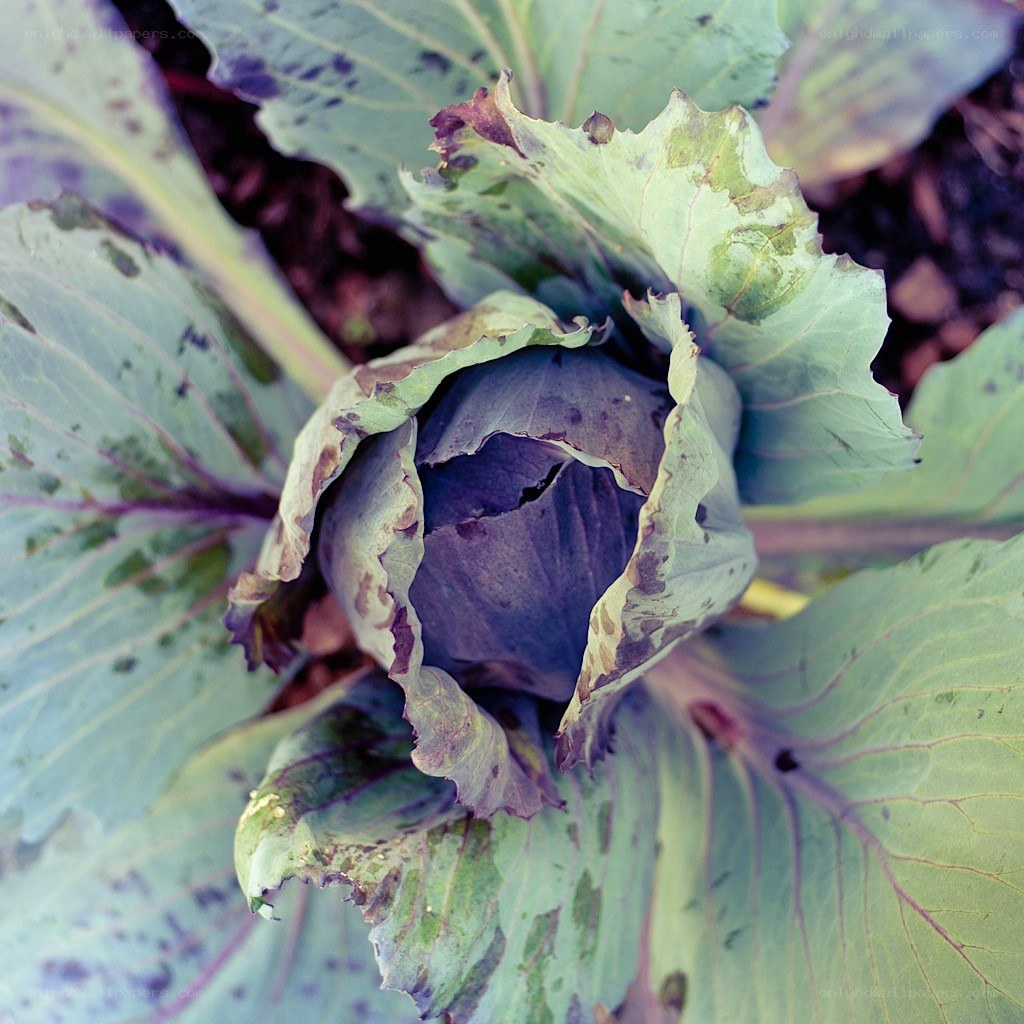 purple cabbage in garden